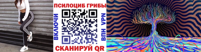 omg ONION  как найти   Нерчинск  Псилоцибиновые грибы Cubensis 
